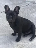 Beautiful Male Frenchie