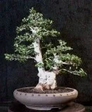 BONSAI SHOW - 2020 - APRIL 4-5