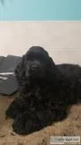 Am. Cocker Spaniel Puppies Black