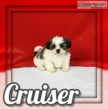 Cruiser Male Shihtzu