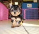 Very healthy male and female yorkie puppies to rehome