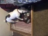 Puppies