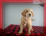 Dusty Male Mini Goldendoodle