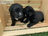 St bernewfie puppies