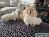 Gorgeous pomeranian puppies available fo