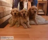 Golden Retriever Puppies