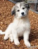 Great Pyrenees Puppy Sale