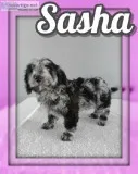 Sasha Female Mini Goldendoodle