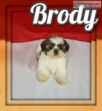 Brody Male Shihtzu