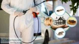 Pest Control Services in Delhi