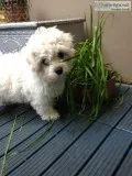 Puppies maltese
