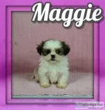 Maggie Female Shihtzu