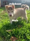 Husky puppies