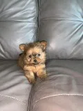 I have beautiful Teacup Yorkie mix Pomeranian puppy.