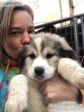 Great Pyrenees Puppies