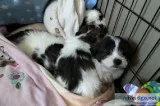 ShihTzu Pups Mix Look more ShihTzu