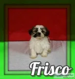 Frisco Male Shihtzu
