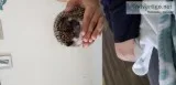 Hedgehog