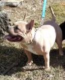 Female Bullie