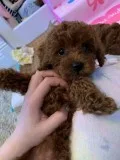 Beautiful Toy Poodle Puppies