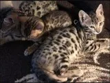 Exotic Bengal Kittens looking mini leopards Beautiful gold