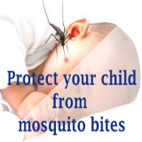 Mosquito Control Services  Dengue Mosquito  Pest Control for Mos