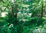 1.13 Acres for Sale in Maple Valley WA