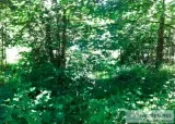 1.13 Acres for Sale in Maple Valley WA