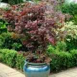 Bloodgood Japanese Maple