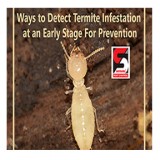 Termite Control Services  Anti Termite Pest Control  Termite Tre