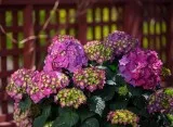 Summer Crush Hydrangea
