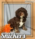 Snickers Male Cockapoo