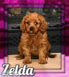 Zelda Female Cavapoo