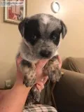 QUEENSLAND HEELER PUPPIES