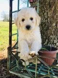 Goldendoodle