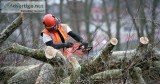 Tree Removal North Vancouver