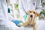 Trusted Veterinary Clinic in Scarborough  Reliable Vets For Anim
