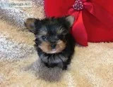 Sweet Tiny Yorkie