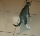 silver bengal kitten