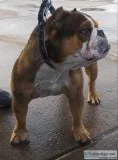Bull Dog