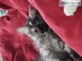 Black kitty