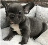 Adorable French bulldog puppies