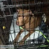Bailey needs a good home