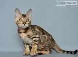 bengal cats for sale