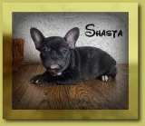 Shasta Female 78 French Bulldog