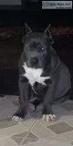 Female blue Pitbull
