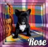 Rose Female Bulldog