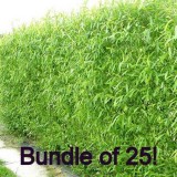 Hybrid Willow Tree Fast Growing Windbreak Cuttings (qty 25)