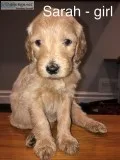 Goldendoodle puppies