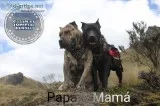 Puppies of Dogo Canario ( Presa Canario )